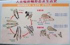 重新認識青春痘